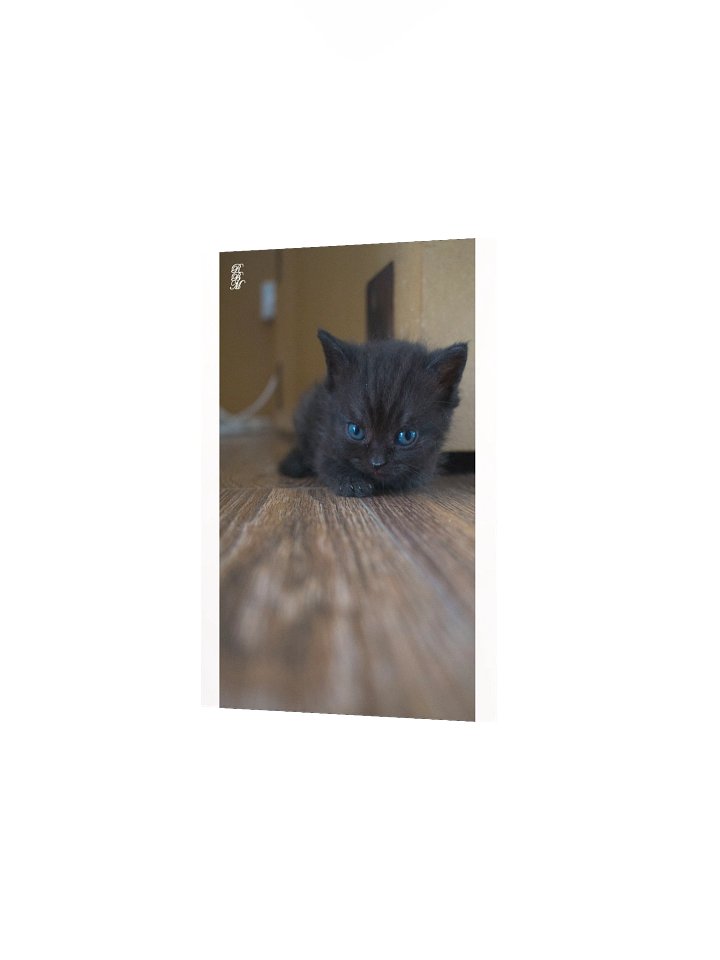 Black Kitten product image (11)