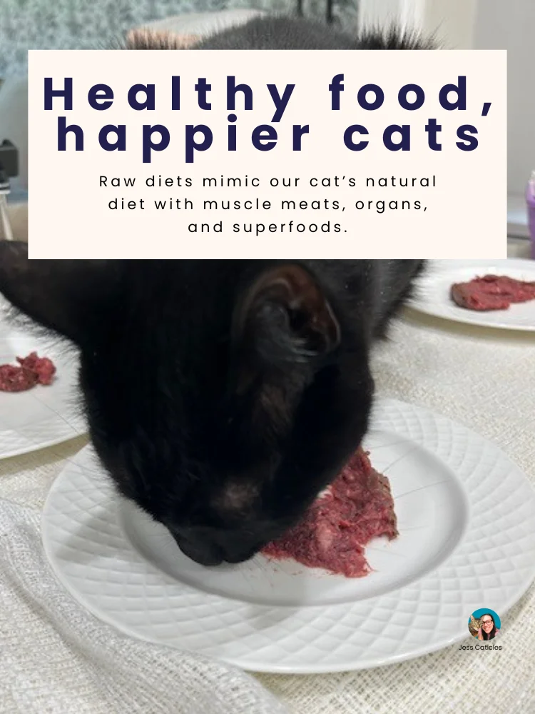 Raw Feeding Cats Printables Digital Download product image (4)