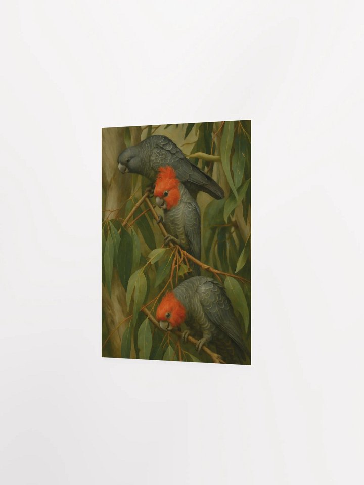 Gang Gang Cockatoos. product image (6)