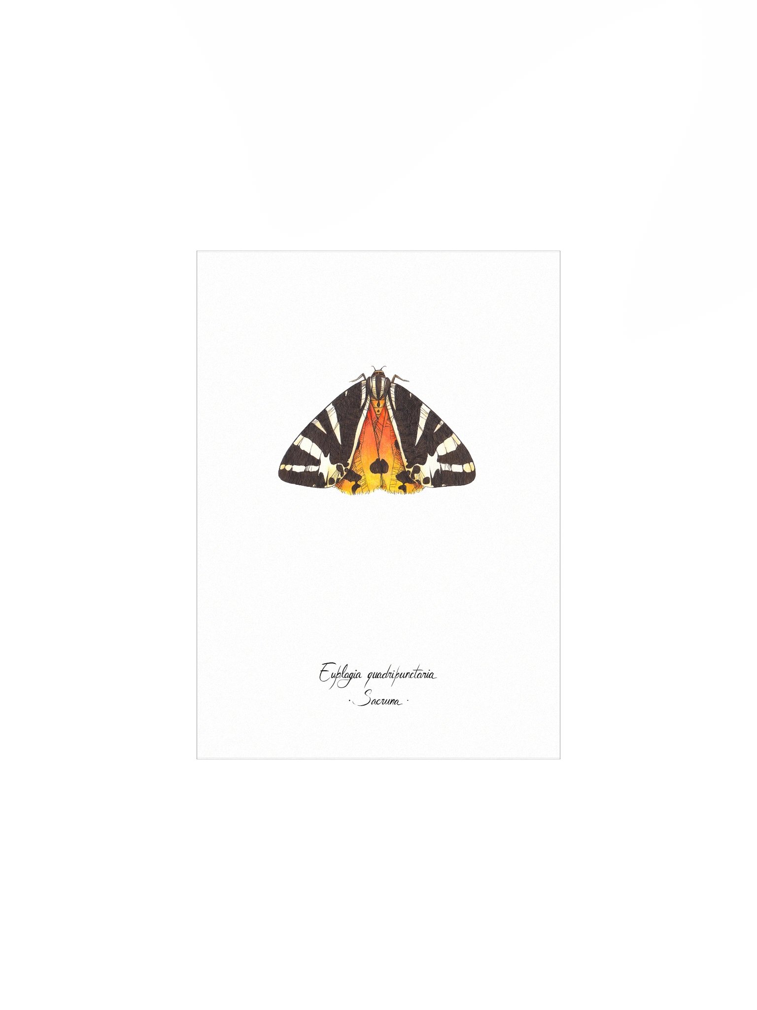 Euplagia Quadripunctaria • Print product image (1)