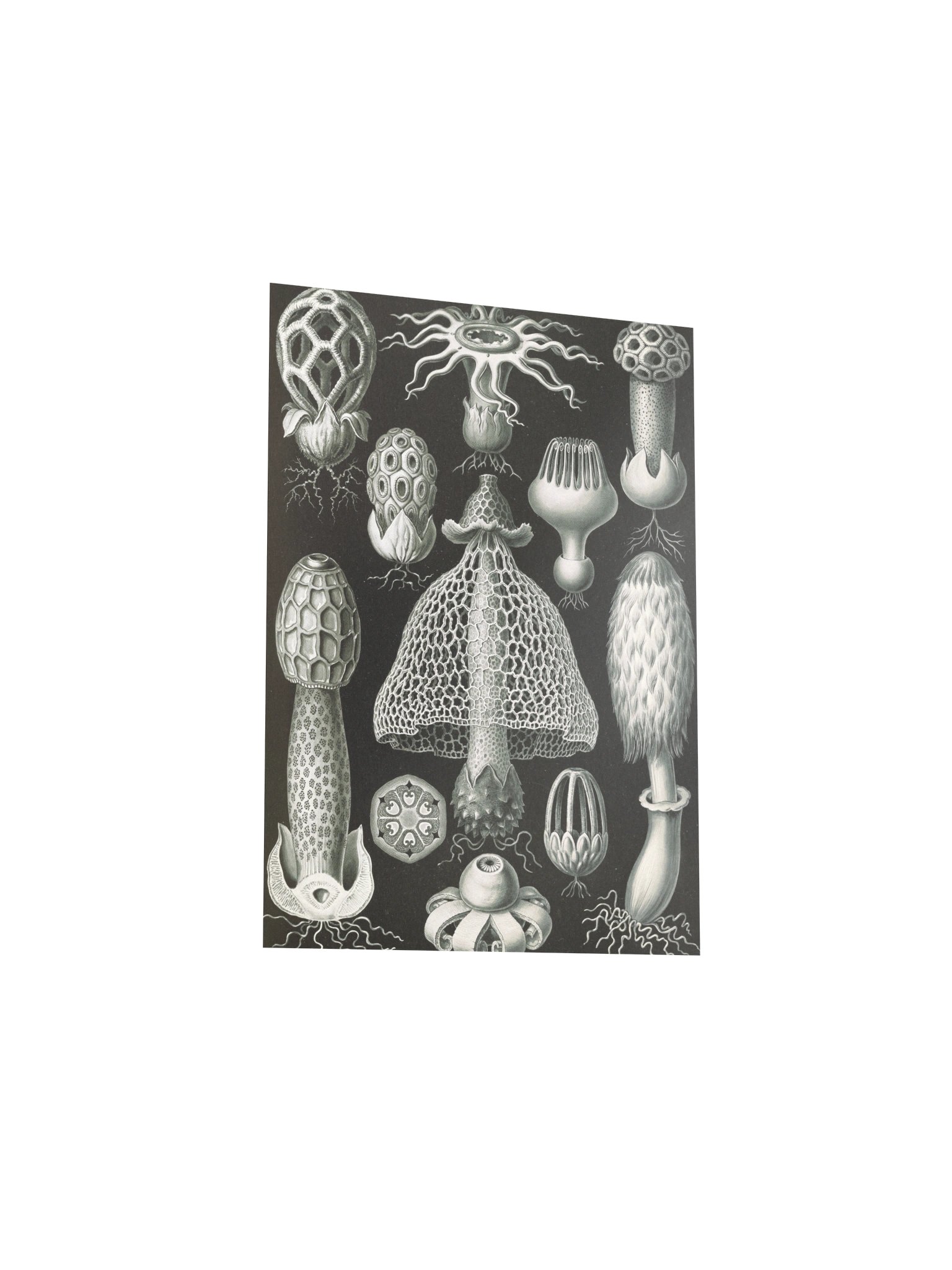 Stinkhorn Fungi Antique Botanical Art Print product image (9)