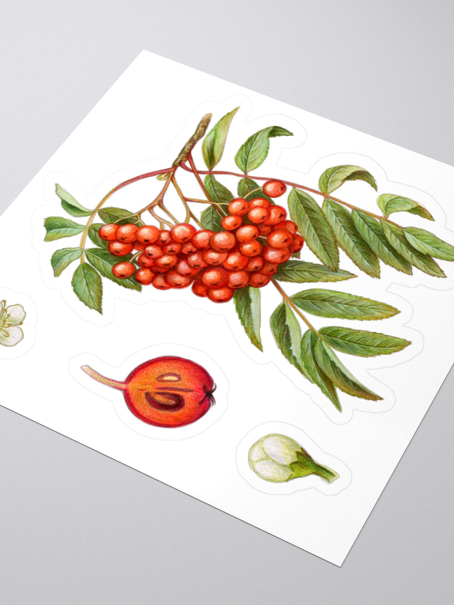 Rowan plant stickers product image (4)