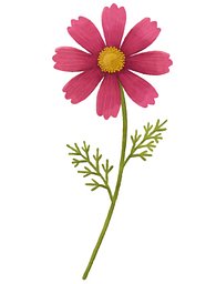 Petals