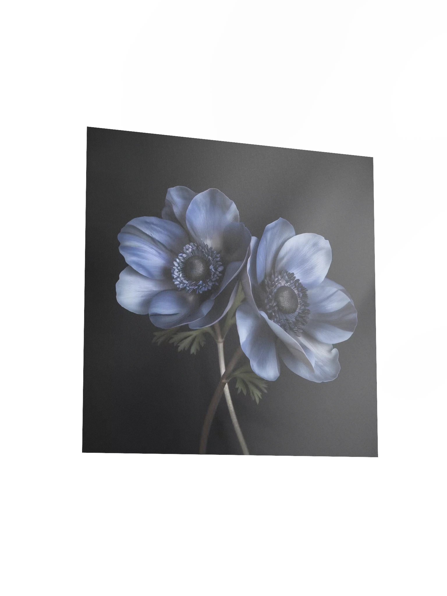Dual Form | Nocturne Anemone III - Fine Art Print product image (3)