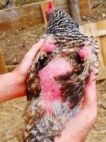 Waterproof Anti-Plucking Chicken Saddles product image (4)