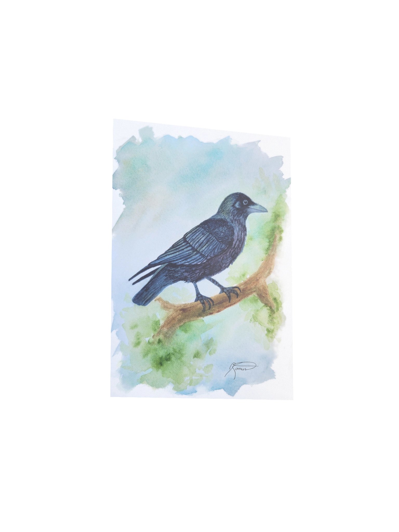 American Crow (2025) product image (3)