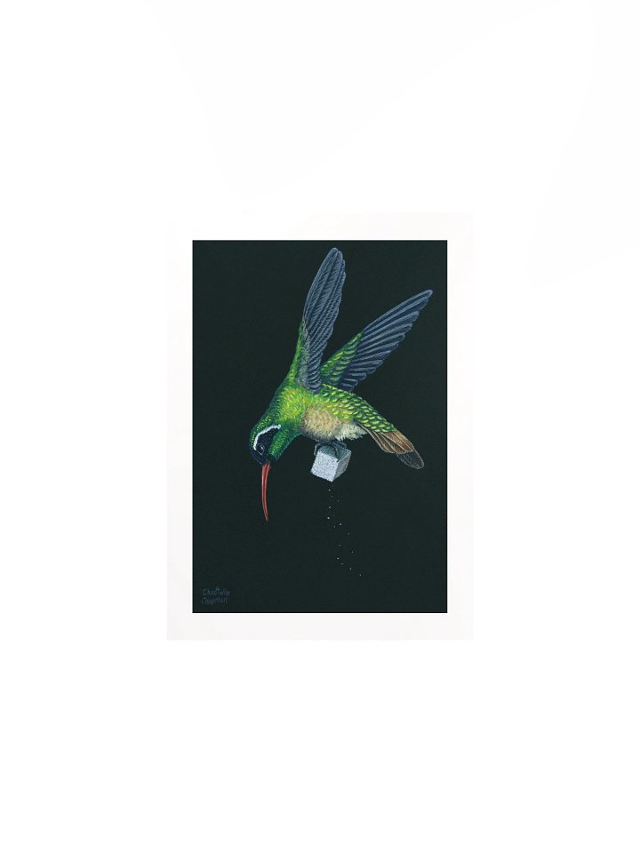 Succor IV (Xantus's Hummingbird) - Art Print product image (4)