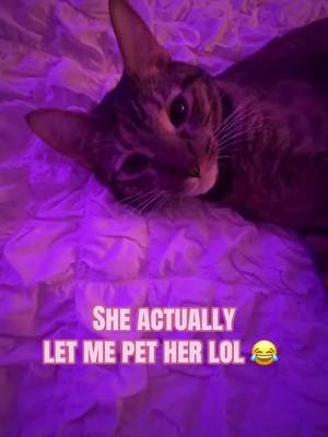 💕#catsoftiktok #cats 💗🙂‍↔️🐱💖9/10 she swats my hand away when I try to pet her lol 😂 today she had a change of heart lol JUST LET ME LOVE YOU 😭💖