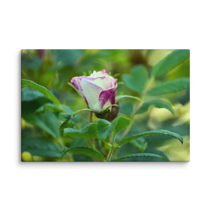 Canvas: One young delight product image (11)