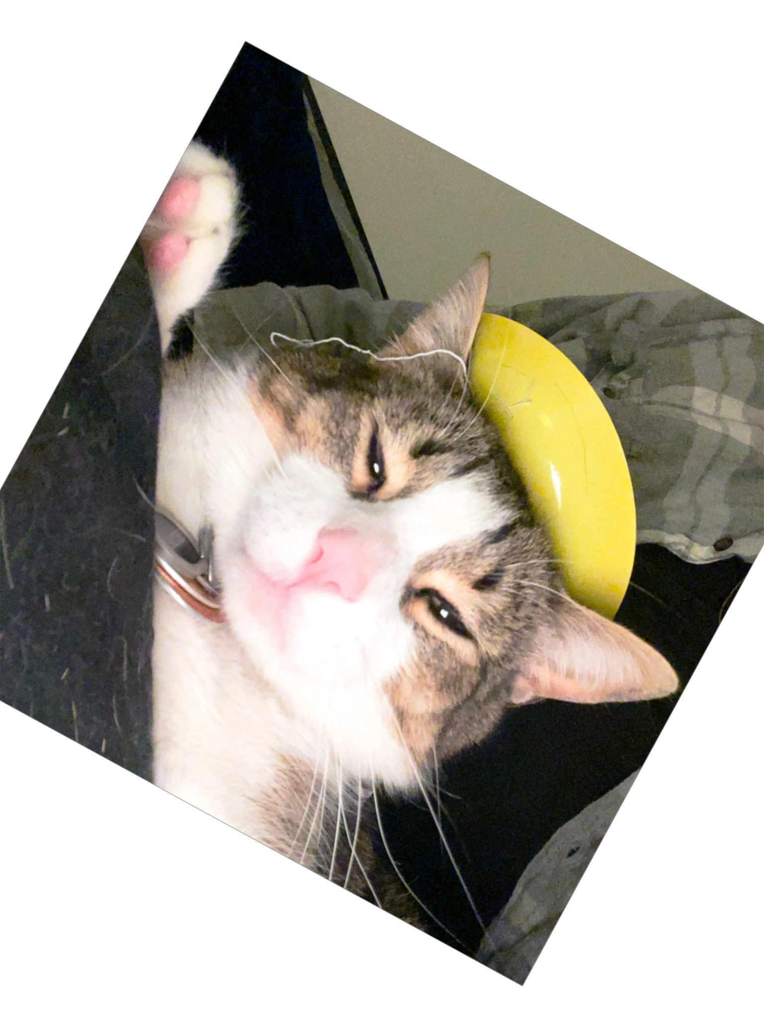 Gatito King product image (3)