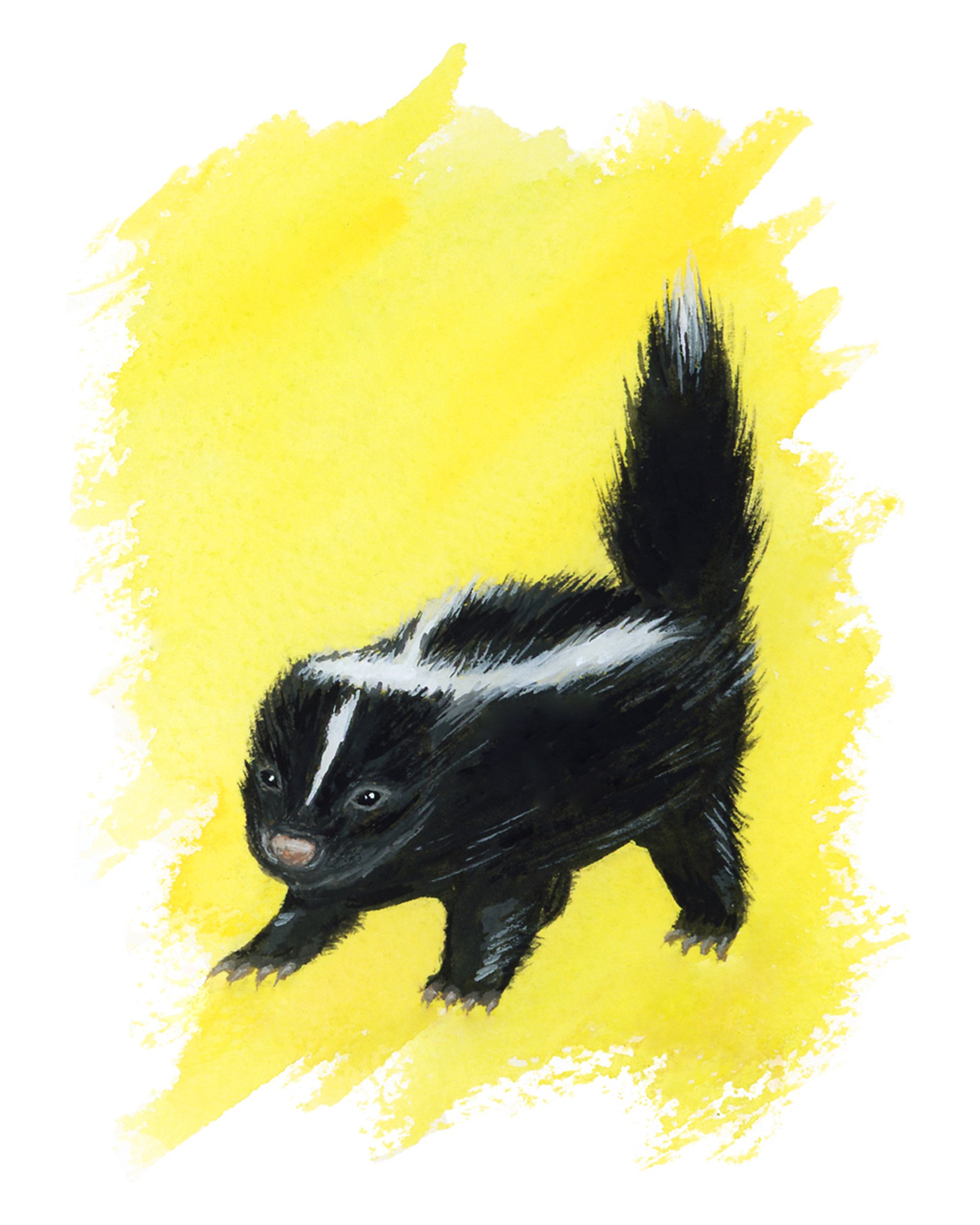 bb skunk - giclée print product image (1)