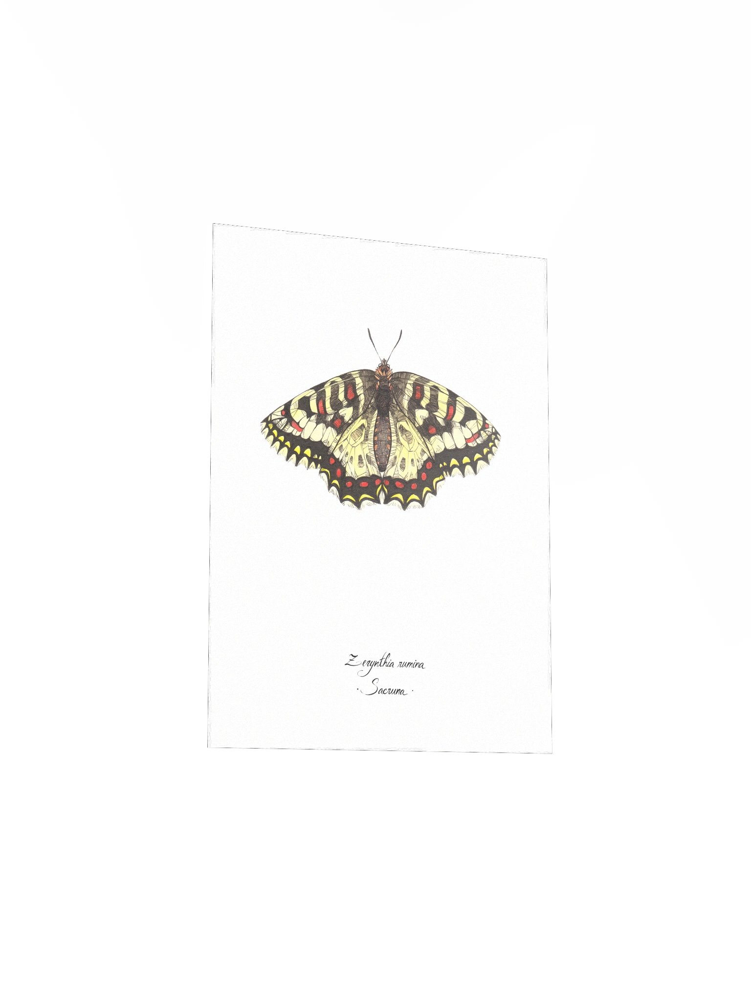 Zerynthia Rumina • Print product image (5)
