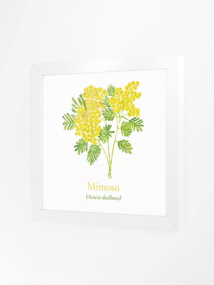 Mimosa Botanicus Frame product image (3)