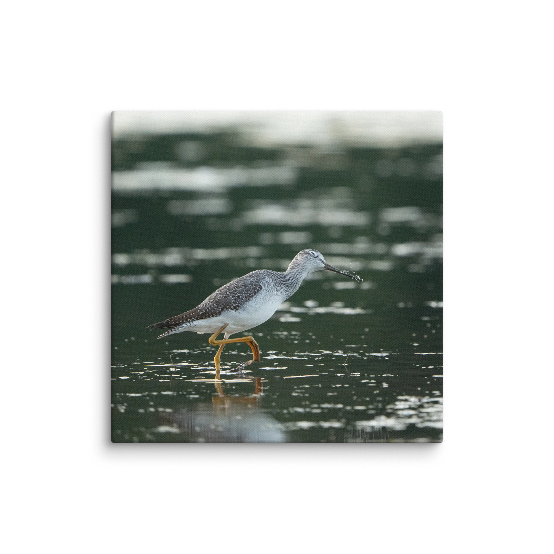 Yellowlegs Flicking Water product image (1)