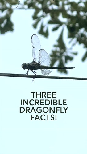 Found this little guy hanging out with us on a hot summer afternoon. I’ve always loved dragonflies, especially after learning...