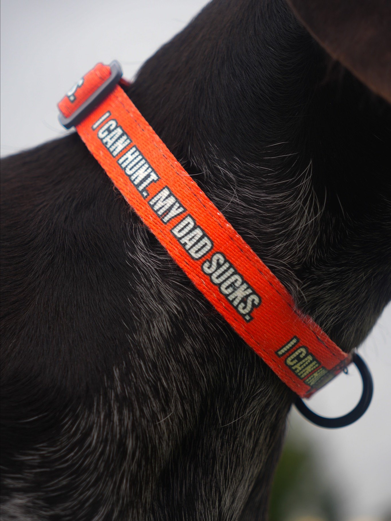 "I Can Hunt. My Dad Sucks." Upland Hunting Dog Collar product image (3)