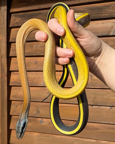 One of the newest editions to our crew! He still needs a name so drop some suggestions below.

Cave Dwelling Ratsnake 
𝘖𝘳𝘵𝘩𝘳𝘪...