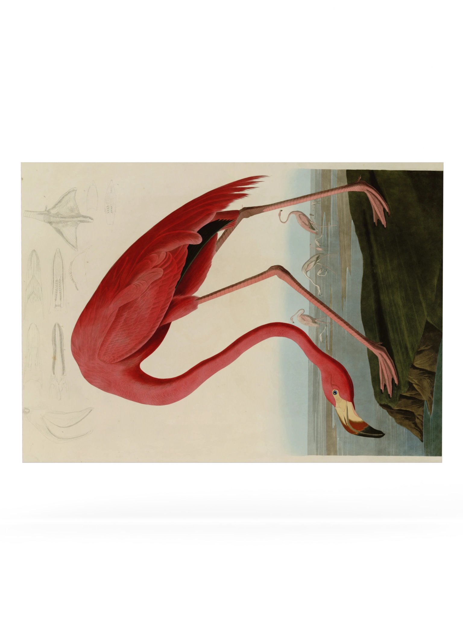 American Flamingo, Plate 431 – Audubon Poster product image (6)