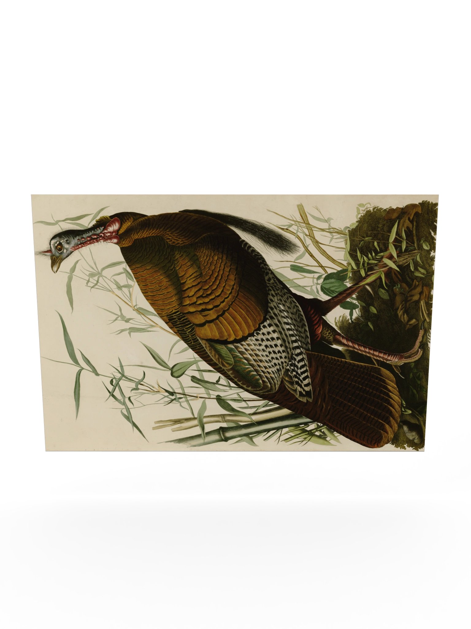 Wild Turkey, Plate 1 – Audubon Poster product image (10)