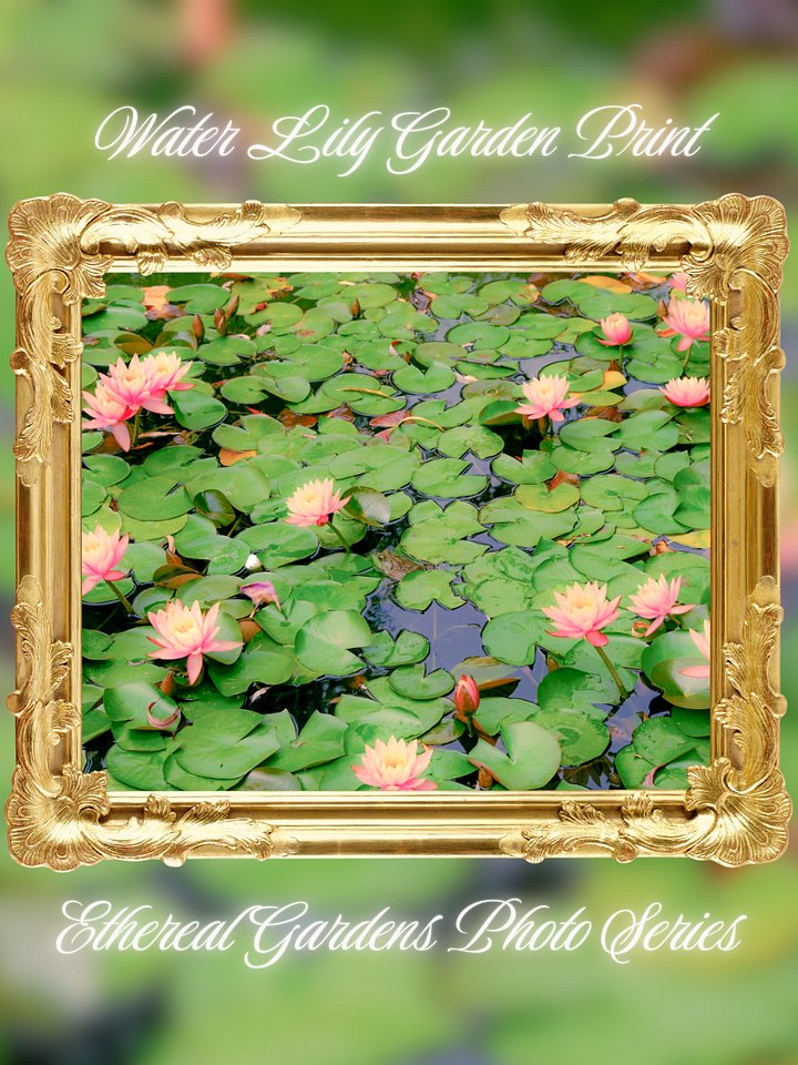 Water Lily Garden Print product image (2)