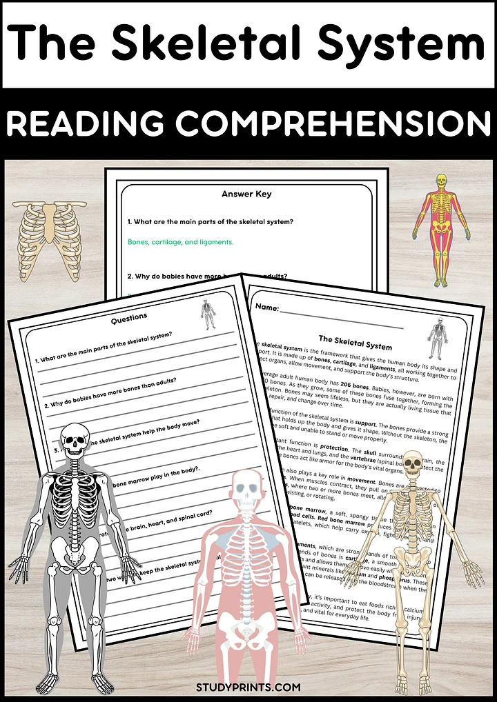 Skeletal System Reading Passage with Questions | Human Body Science Activity product image (1)