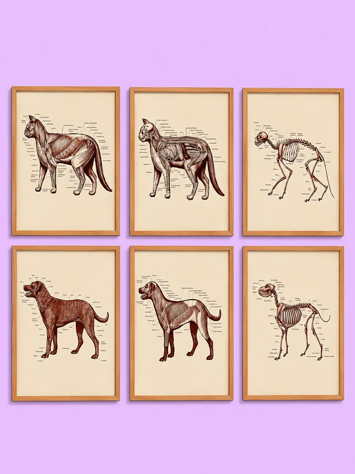 Set of 6 Vintage Cat and Dog Anatomy Art product image (1)