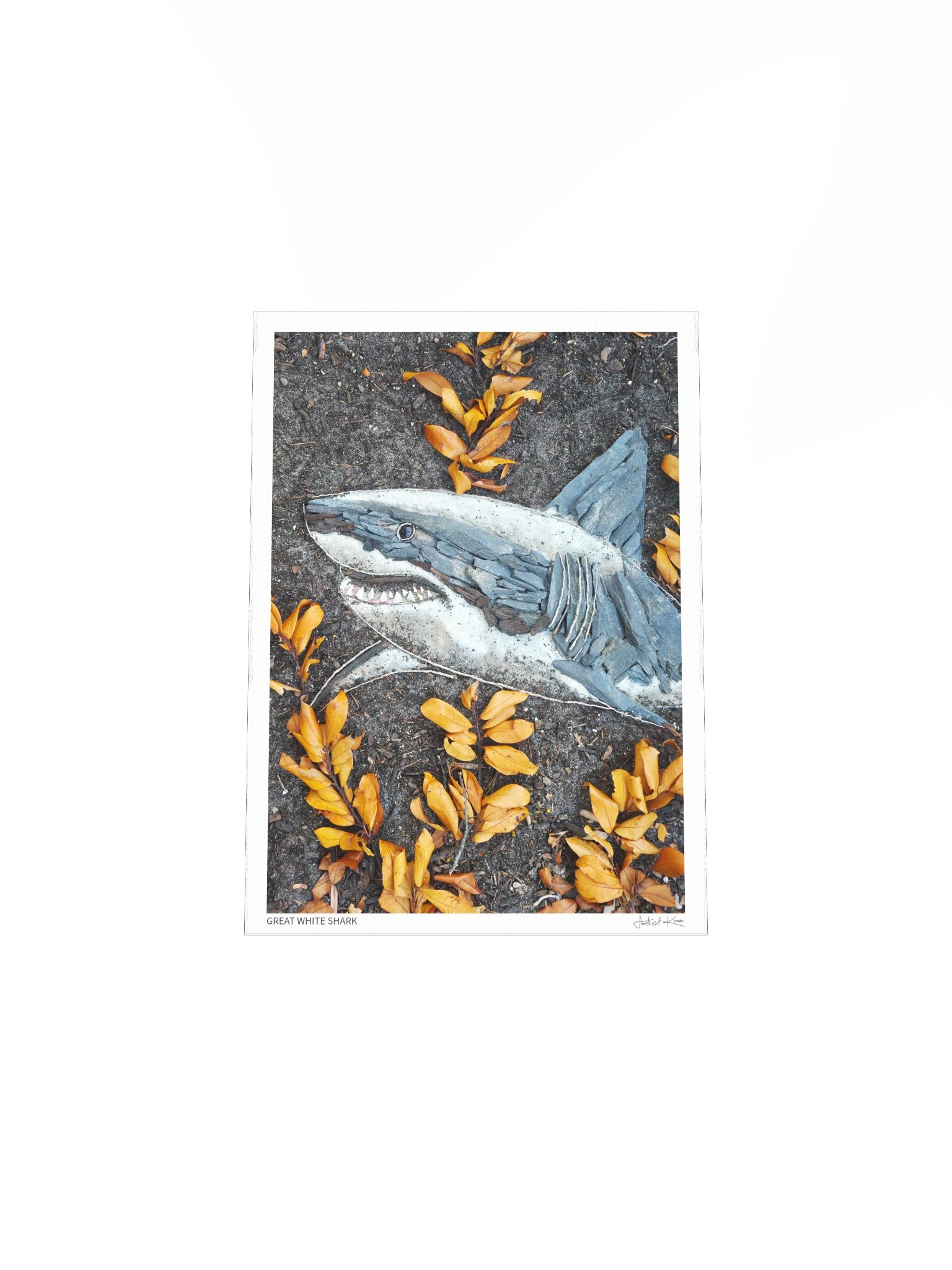 GREAT WHITE SHARK | Fine Art Print product image (5)