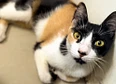 Rescue's tag thumbnail