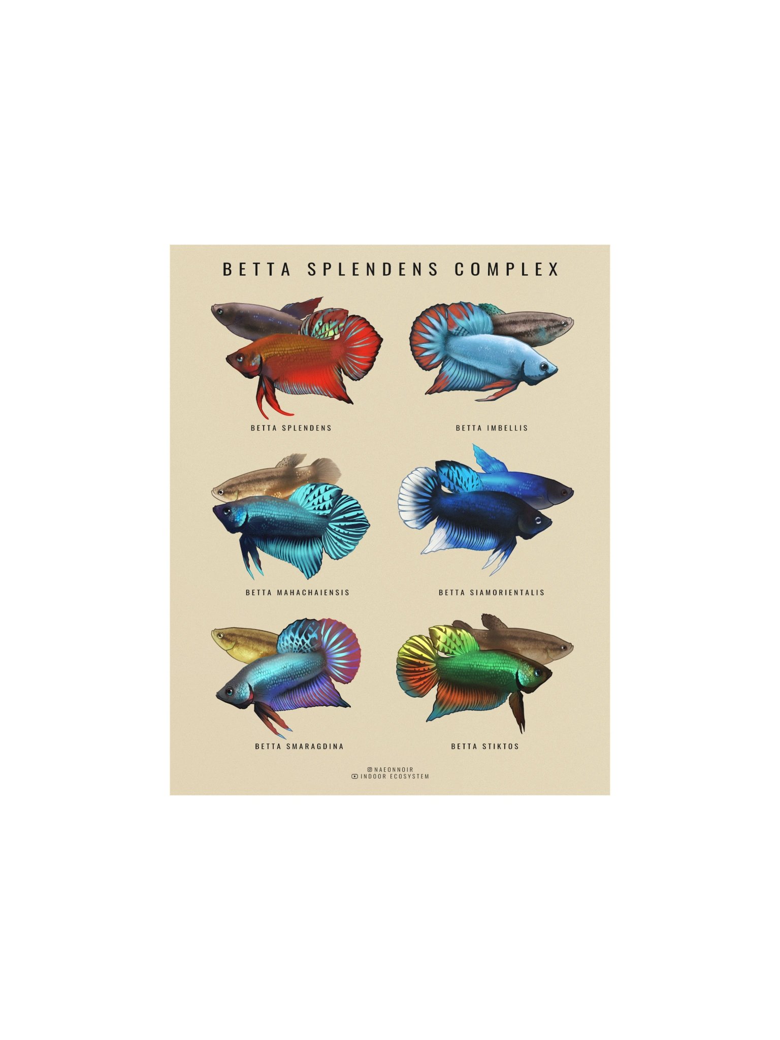 BETTA SPLENDENS COMPLEX POSTER (CREAM) product image (1)