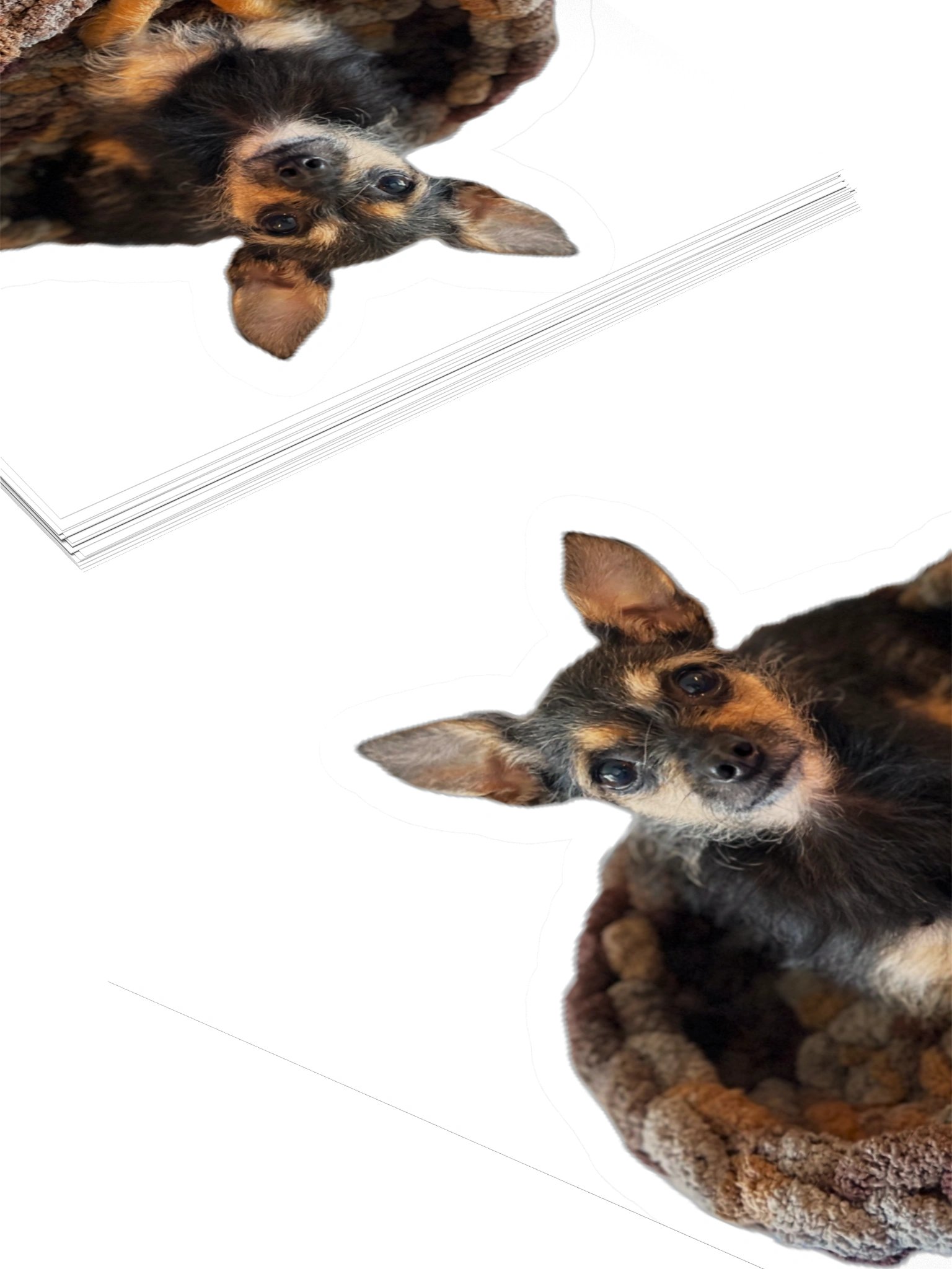 Phillip the Small Sticker product image (12)
