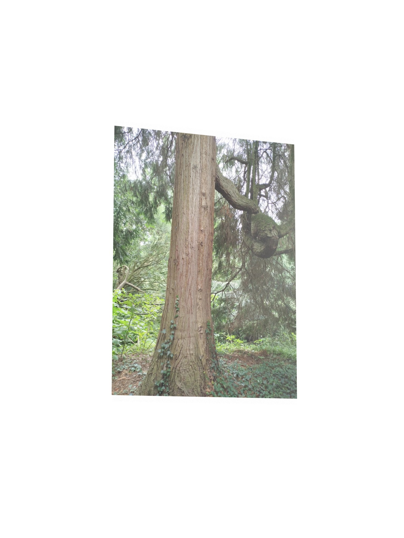 Tree trunk wall art print product image (3)