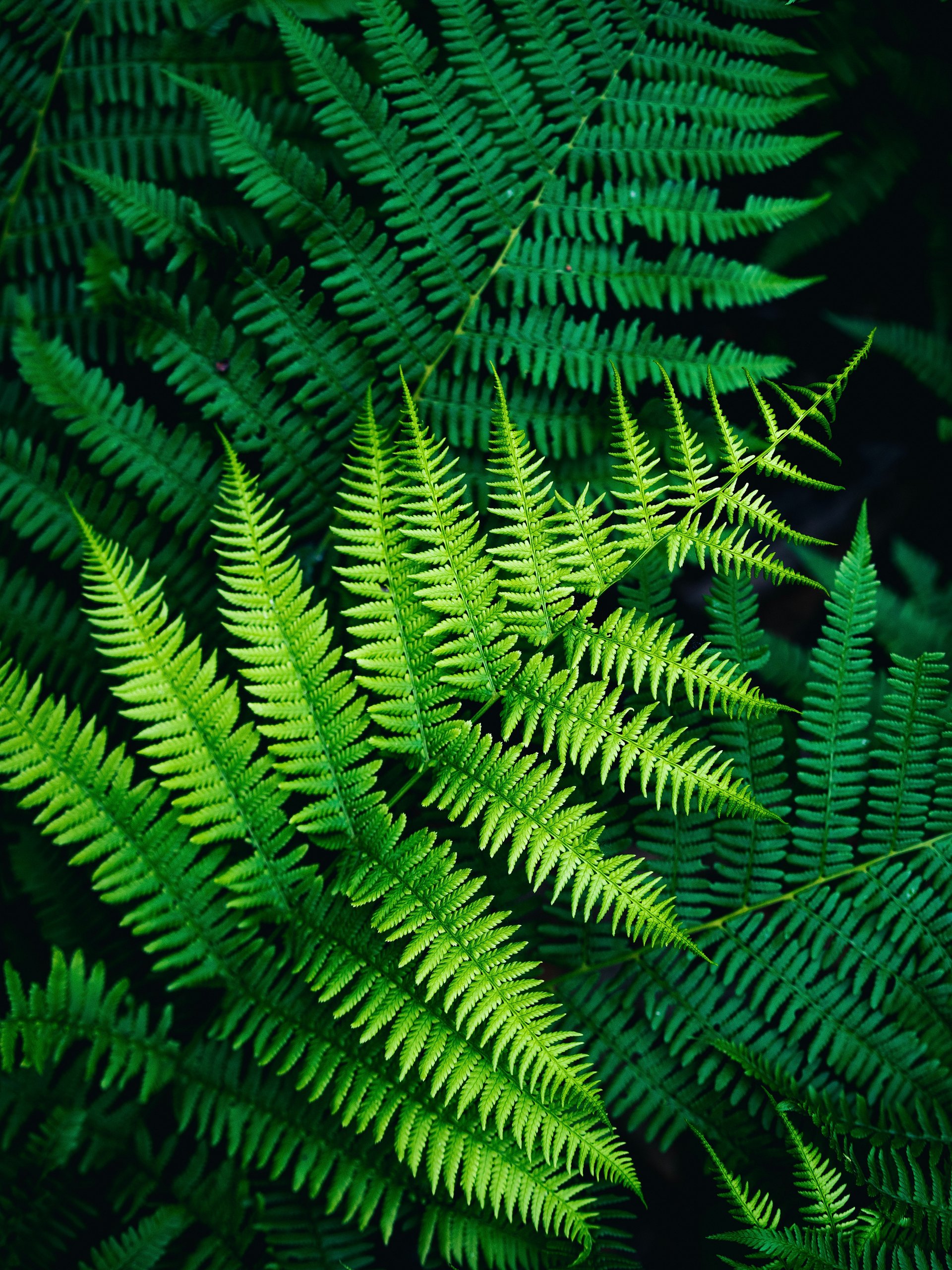Fern-omenal product image (1)