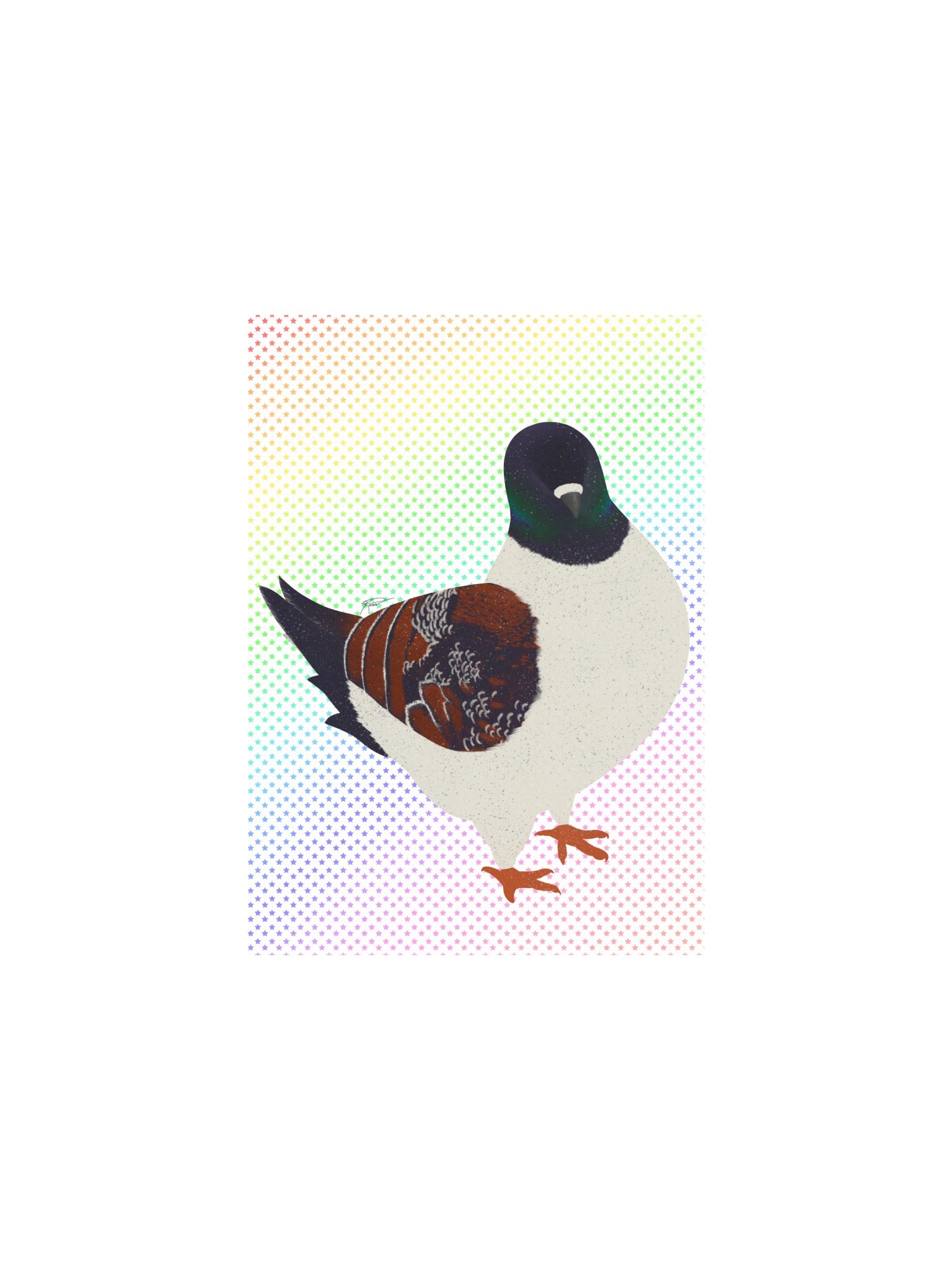Modena Pigeon (2026) product image (3)