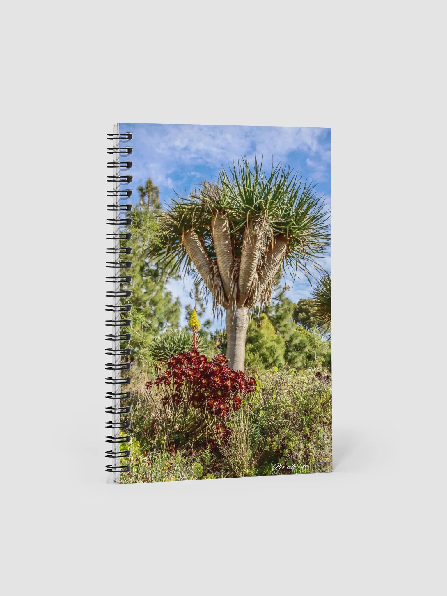📓 Notebook Collection PURE – Jardin du Rayol – Dragonnier & Aeonium pourpre product image (1)