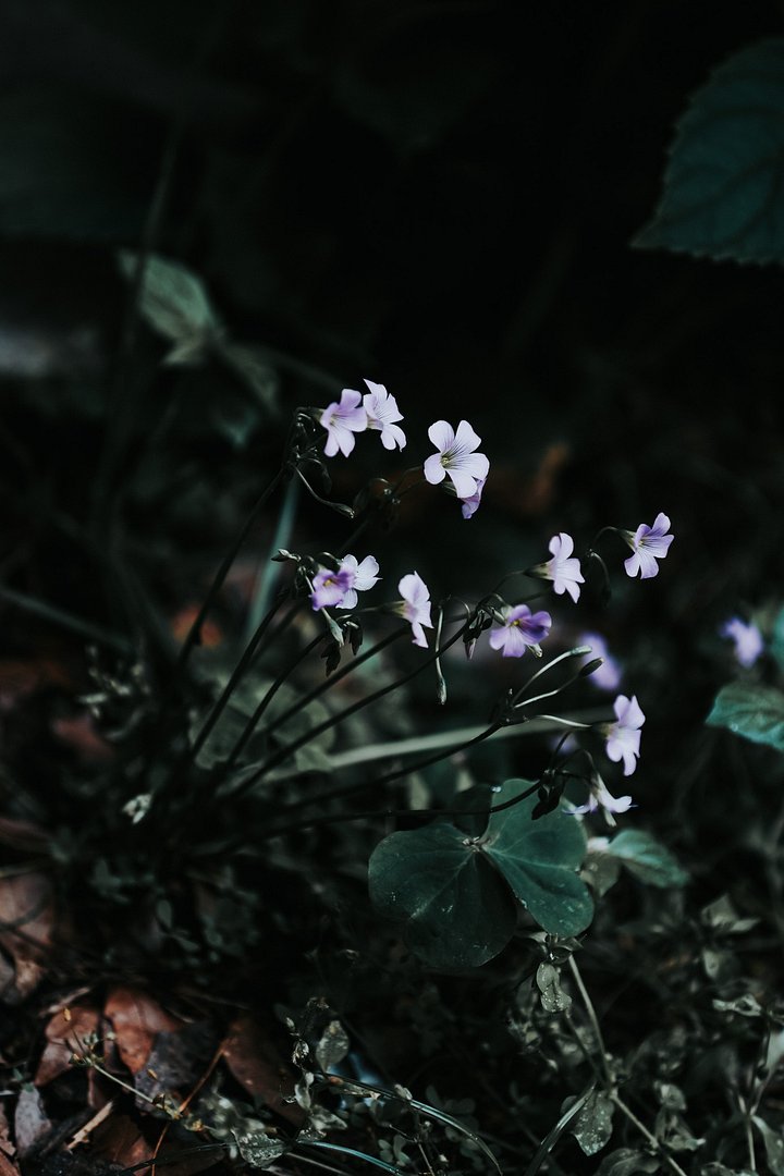 Lilac depths product image (1)