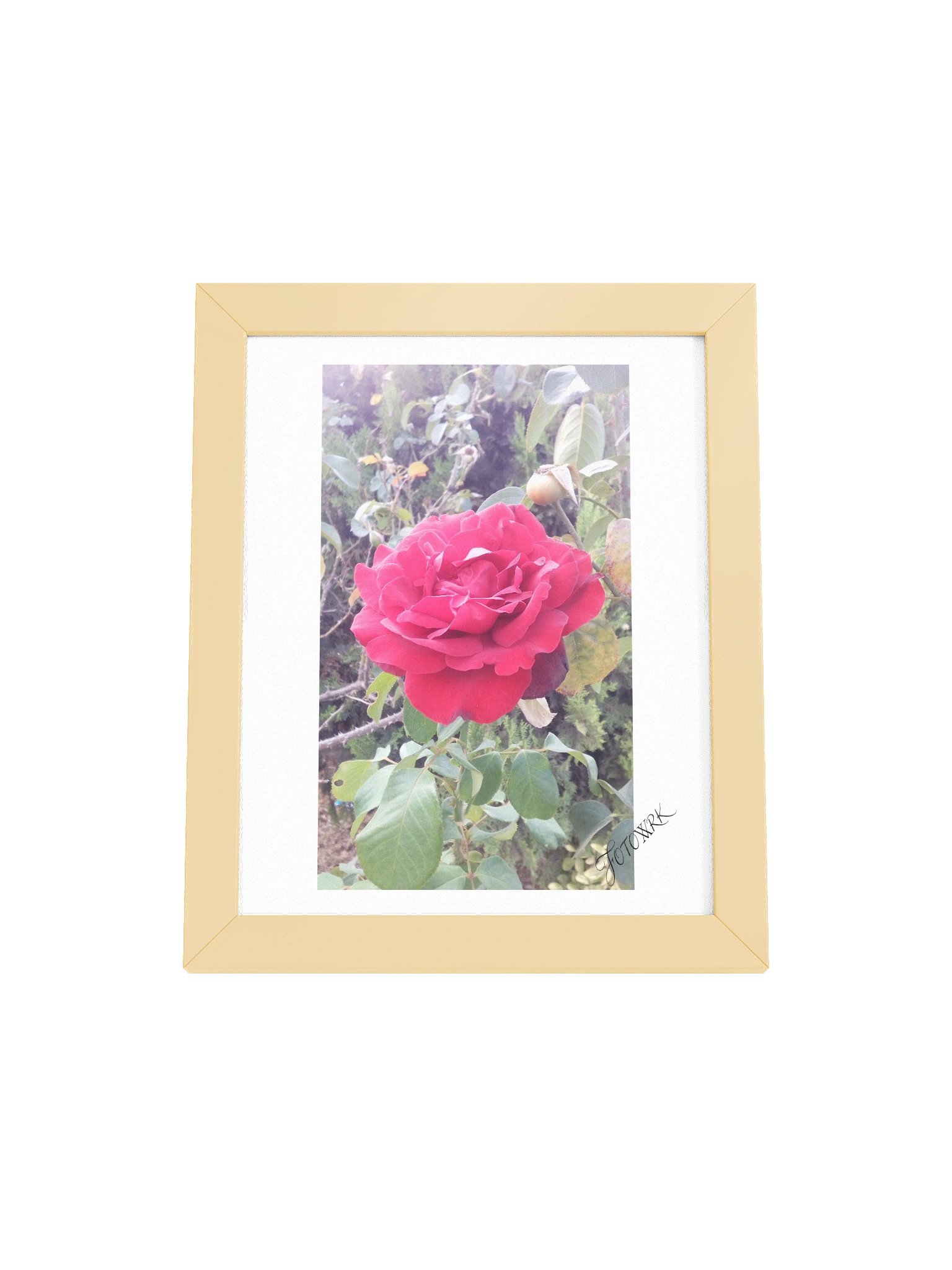 The Velvet Crimson - Fine Art Matte Poster product image (13)