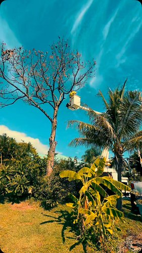 Need professional tree trimming or large tree removal? 🌳 We offer complete removal, debris hauling, and stump grinding.

📍 Se...