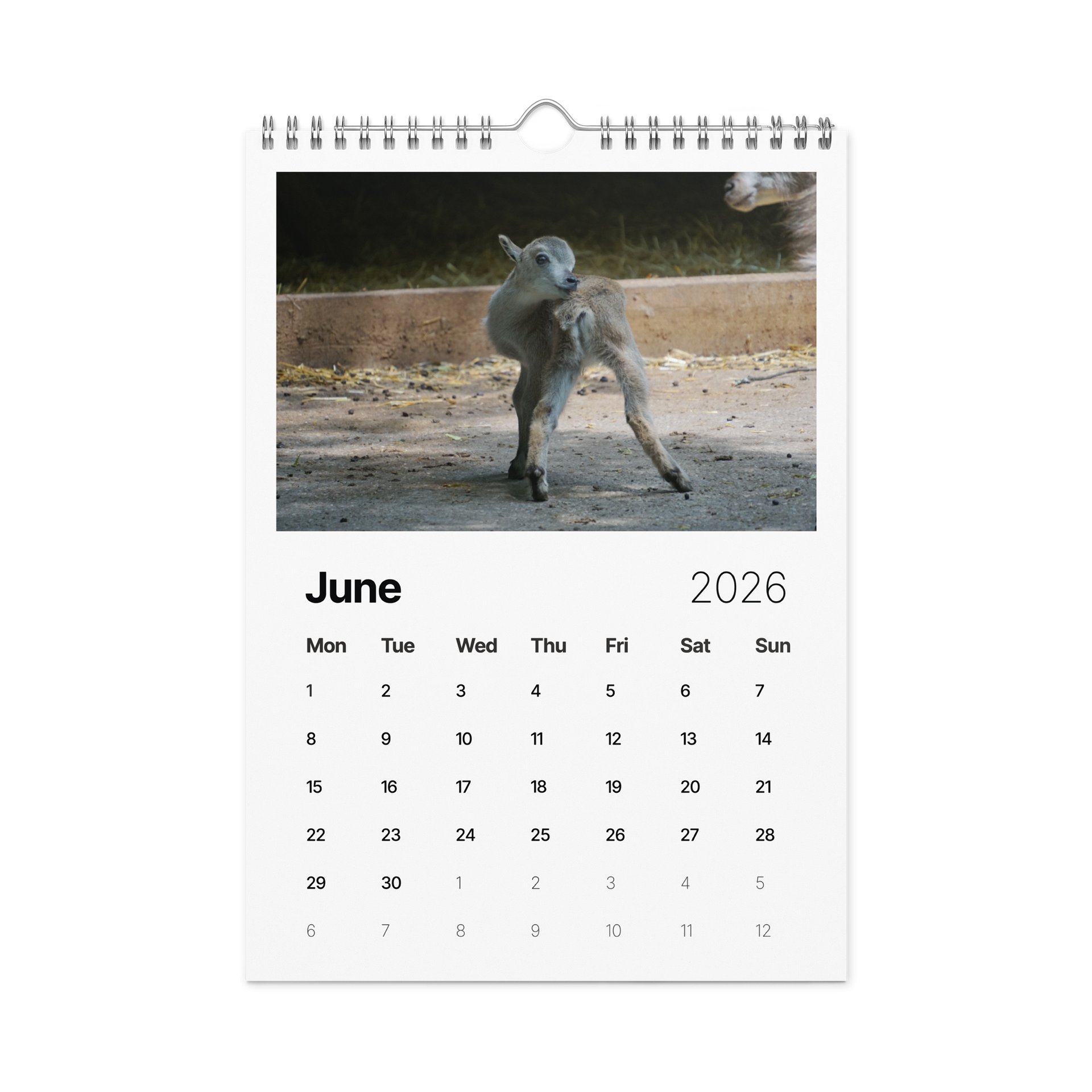 One Year, Twelve Animals: ESE 2026 Wall Calendar product image (8)