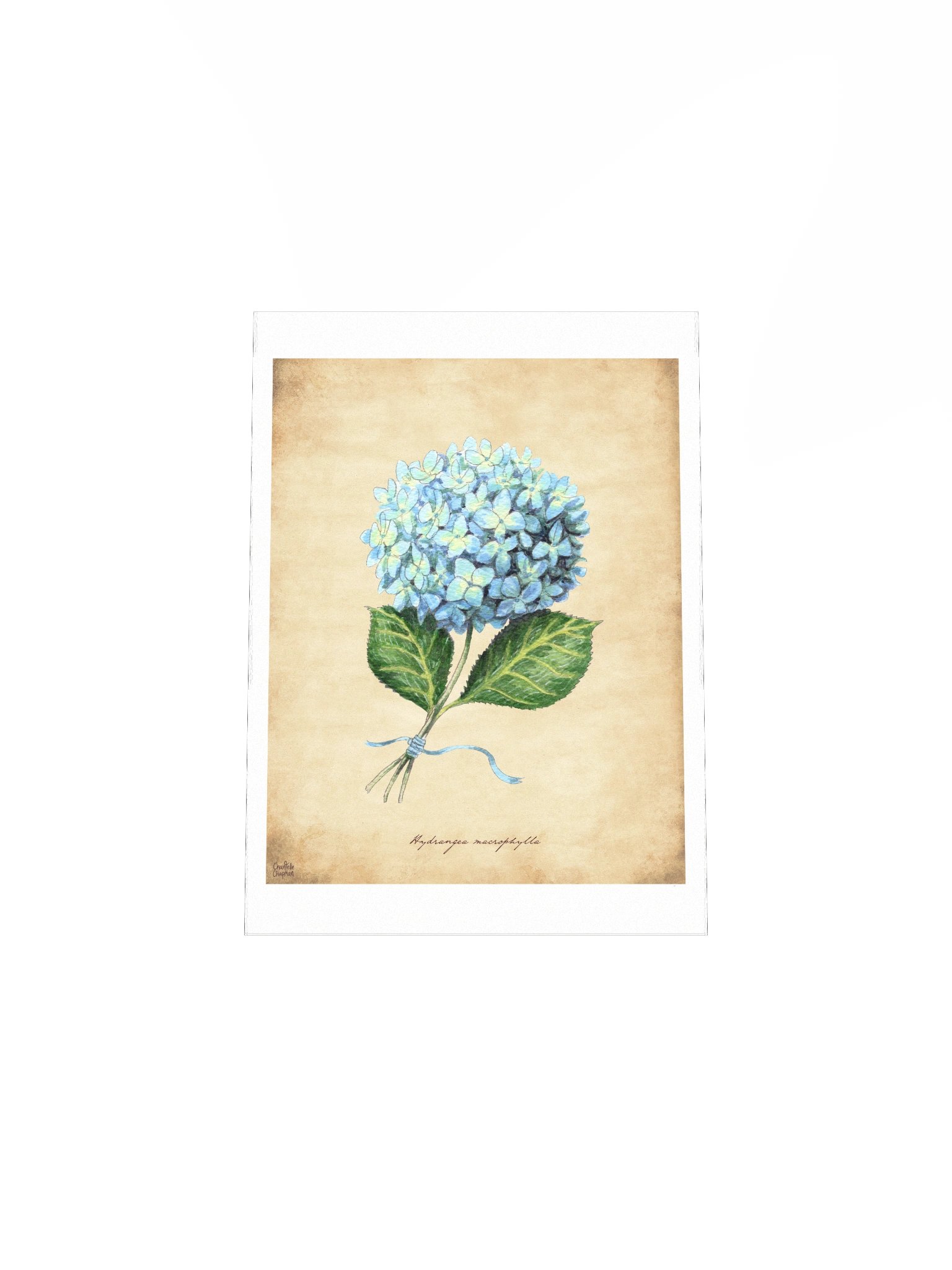 Hydrangea - Art Print product image (6)