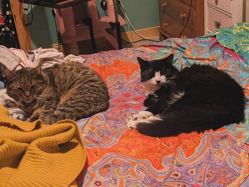 sleepy babies 🥰 
.
.
.
.
.
#catsofinstagram #catlife #rescuecats #adoptdontshop