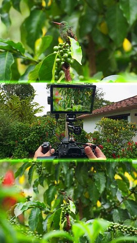 🌿 Naturaleza + precisión: el combo perfecto.
El Viltrox DC-A1 me permitió seguir el más mínimo movimiento de este colibrí ent...