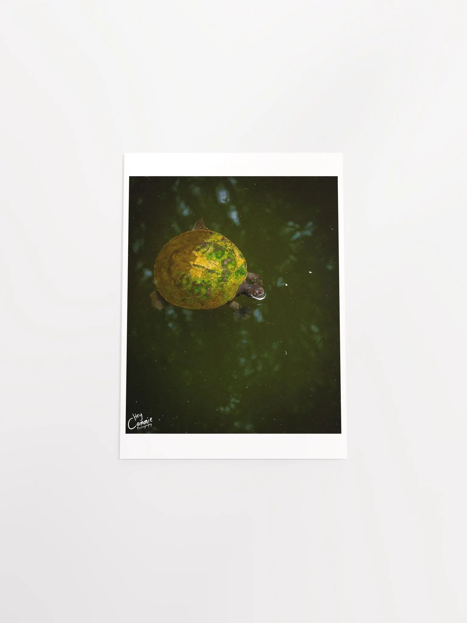 The Turtle Pond - Print product image (4)