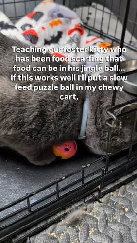 Teaching our foster kitty who has been food scarfing that food can be in his jingle ball... If this works well I'll put a slo...