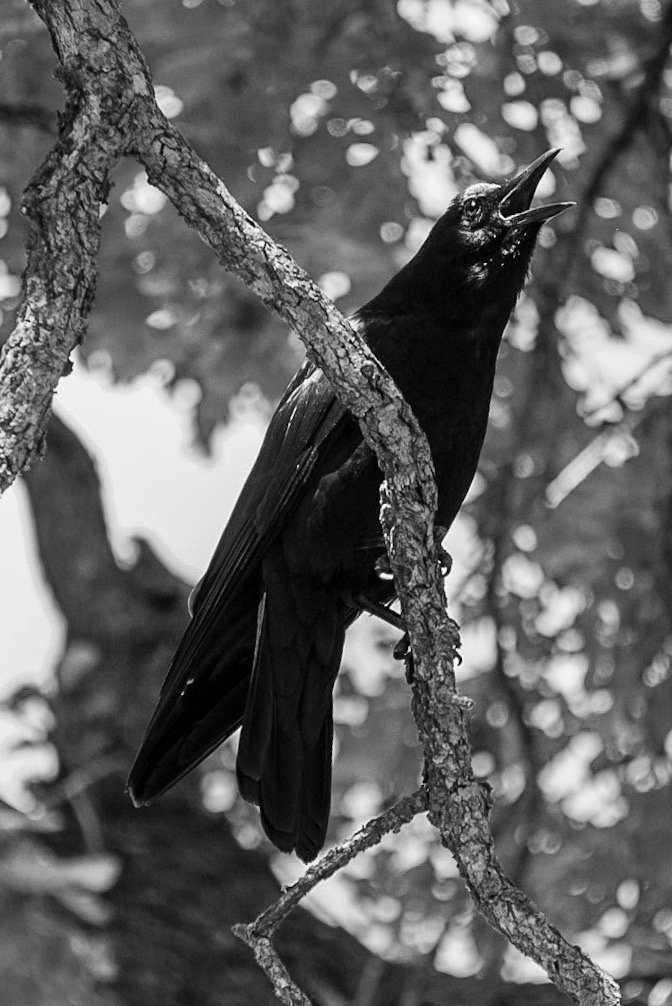 The Crow product image (2)