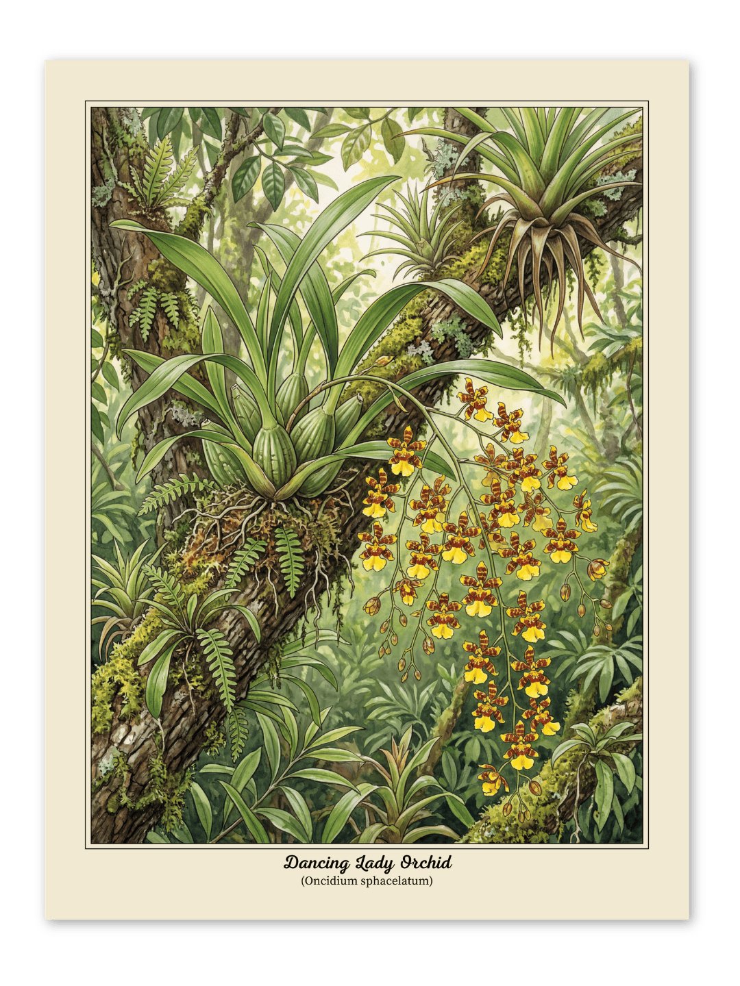 Dancing Lady Orchid Poster product image (1)