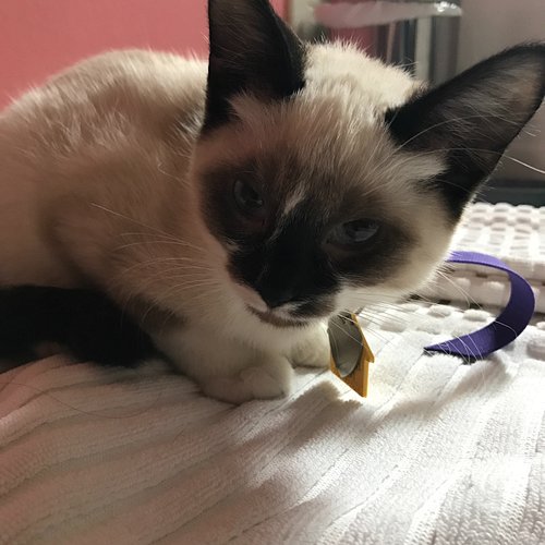 Happy gotcha day to this furry little asshole! It’s been 9 years since Rupurrrt Giles came home with us. And although he’s FI...