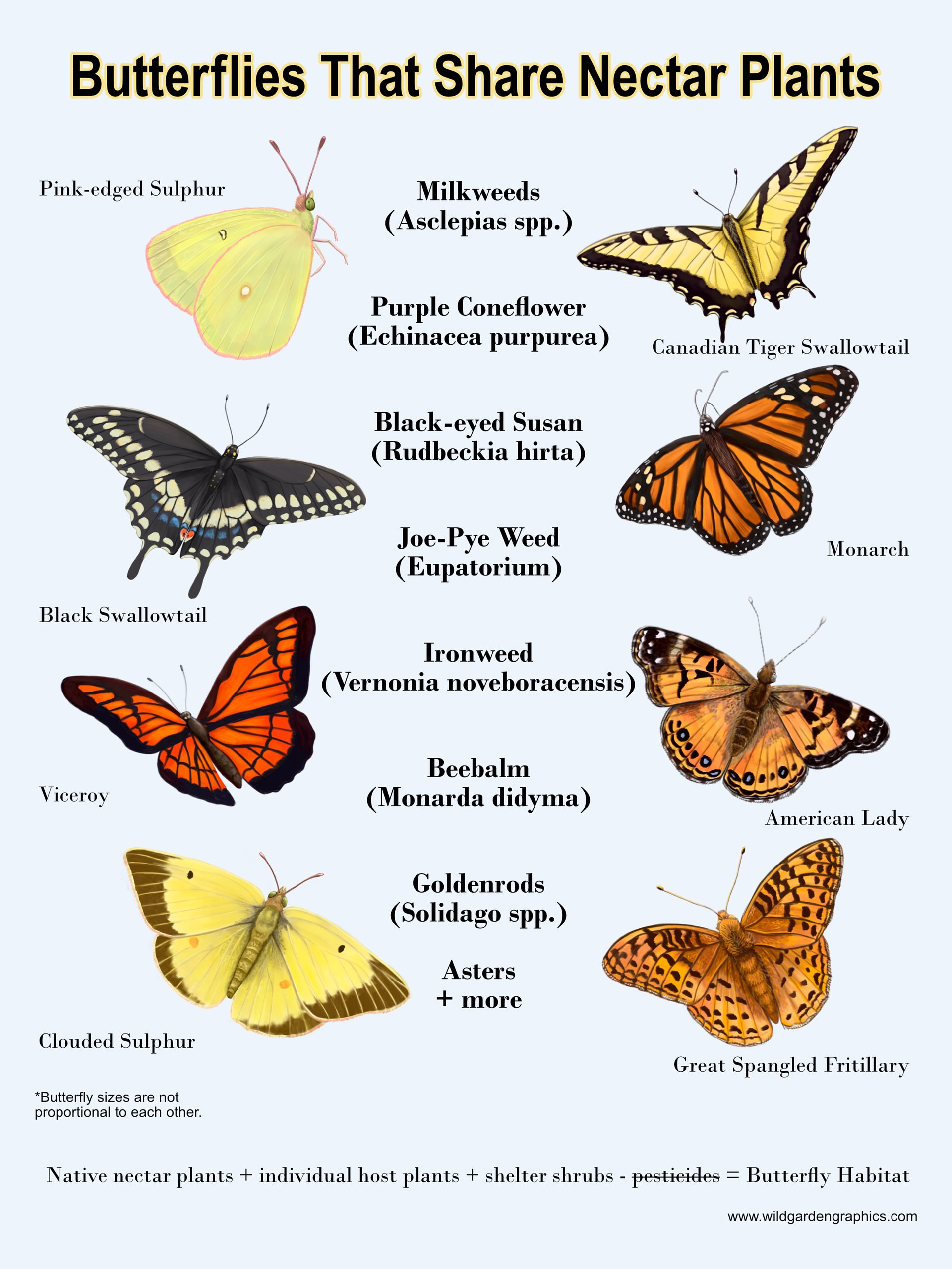 Butterfly Info Pages product image (5)
