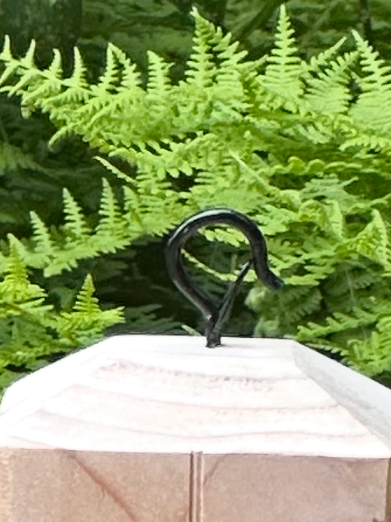 Handmade Carpenter Bee Trap – Eco-Friendly & Chemical-Free product image (4)