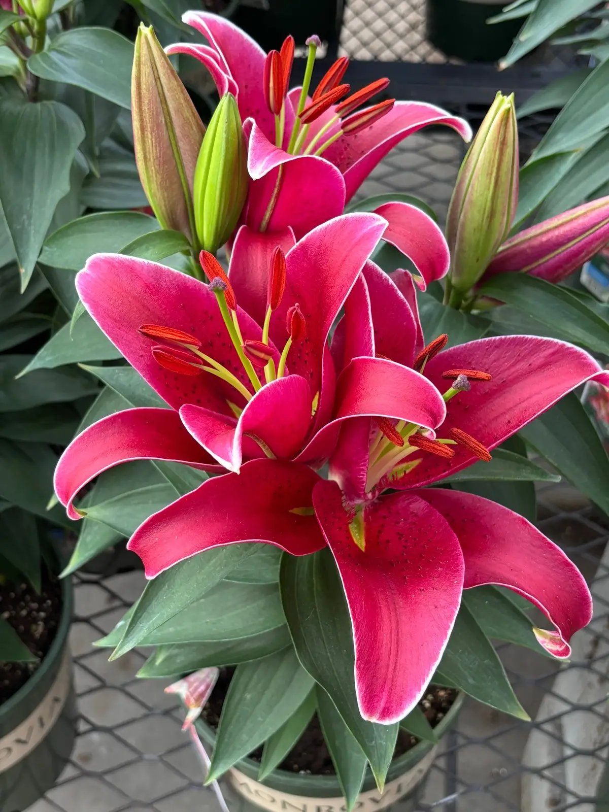 #pinklilies #pinkflowers