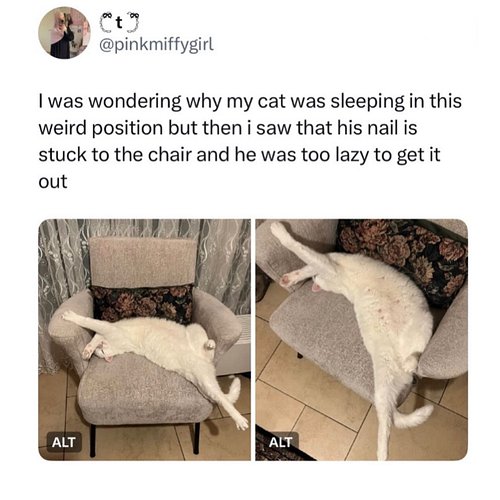 “this is fine” - cats